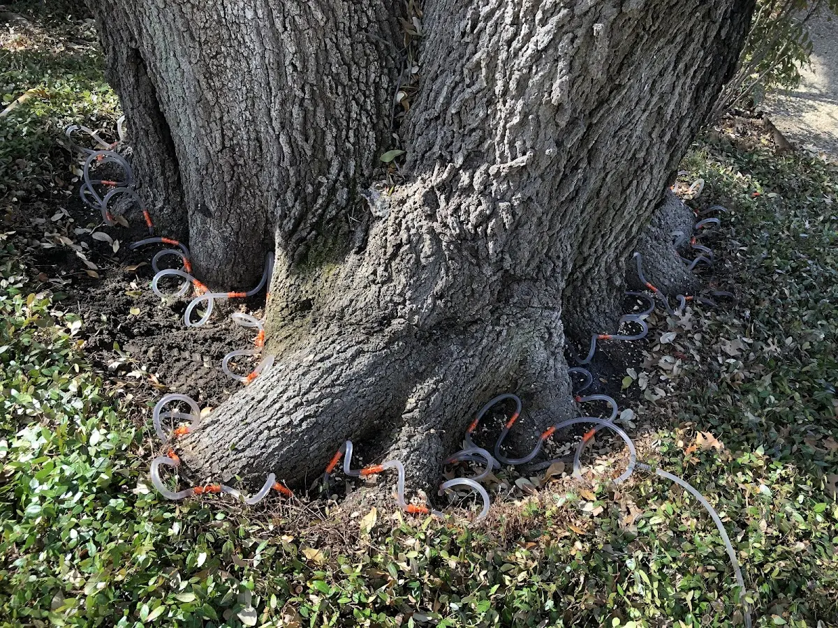 Detailed Tree Cabling and Bracing job site in Hatteras